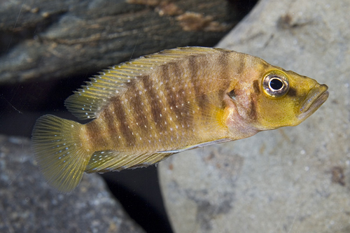 picture of Orange Altolamprologus Calvus Cichlid Sml                                                            Altolamprologus compressiceps 'Orange'