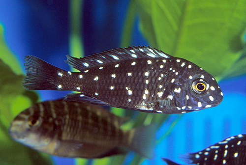 picture of Tropheus Duboisi Cichlid Sml                                                                         Tropheus duboisi