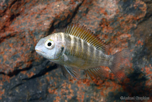 picture of Moliro Red Band Troph Moorii Cichlid Sml                                                             Tropheus moorii var. Moliro 'Red Band'