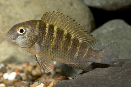 picture of Moliro Red Band Troph Moorii Cichlid Reg                                                             Tropheus moorii var. Moliro 'Red Band'