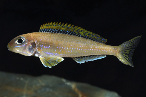 picture of Xenotilapia Flavipinnis Cichlid Reg                                                                  Xenotilapia flavipinnis