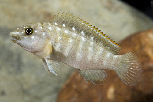 picture of Spathodus Erythrodon Cichlid Lrg                                                                     Spathodus erythrodon