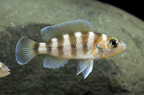 picture of Gold Neolamprologus Sexfasciatus Cichlid Reg                                                         Neolamprologus sexfasciatus 'Gold'