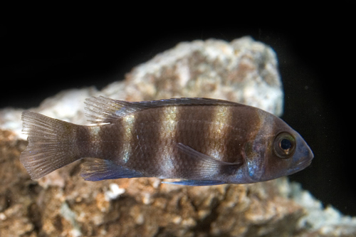 picture of Blue Frontosa Cichlid Zaire Reg                                                                      Cyphotilapia frontosa 'Zaire Blue/Moba Sapphire'