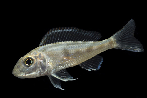 picture of Kigoma Callochromis Pleurospilus Cichlid Reg                                                         Callochromis macrops 'Kigoma'