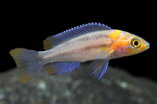 picture of Neolamprologus Falcicula Cichlid Reg                                                                 Neolamprologus falcicula