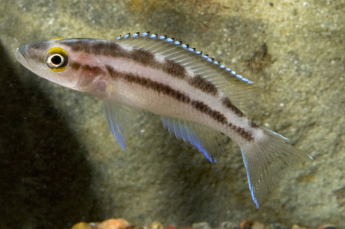 picture of Neolamprologus Buescheri Cichlid Reg                                                                 Neolamprologus buescheri