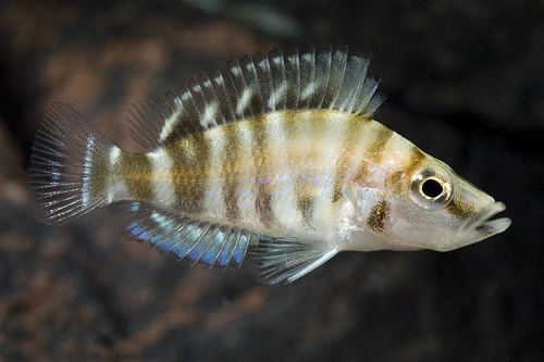 picture of Redfin Altolamprologus Calvus Cichlid Reg                                                            Altolamprologus compressiceps