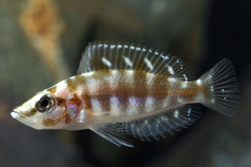 picture of Black Inkfin Altolamprol. Calvus Cichlid Reg                                                         Altolamprologus calvus 'Inkfin'