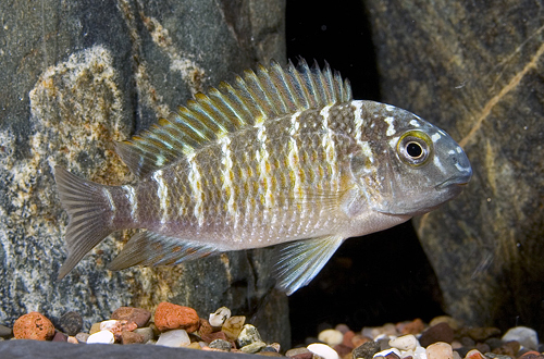 picture of Blue Rainbow Tropheus Moorii Cichlid Reg                                                             Tropheus moorii var. Chaitika