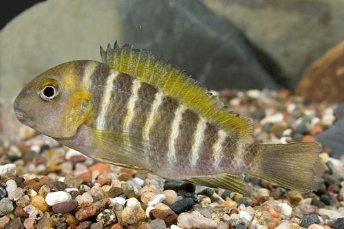 picture of Canary Cheek Tropheus Moorii Cichlid Reg                                                             Tropheus brichardi var. Kabimba