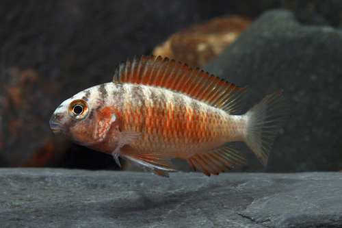 picture of Chipimbi Tropheus Moorii Cichlid Reg                                                                 Tropheus moorii var. Chipimbi