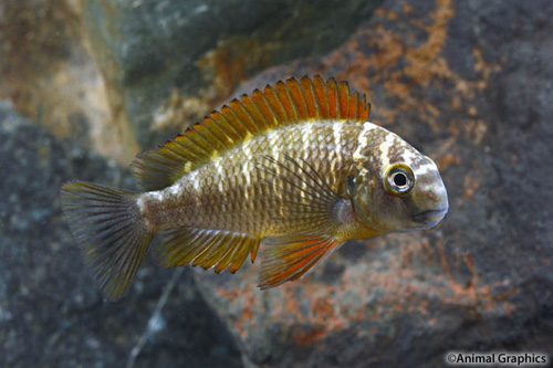 picture of Kachese Tropheus Moorii Cichlid Reg                                                                  Tropheus moorii var. Kachese