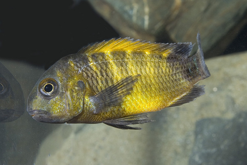 picture of Kaiser II Tropheus Moorii Cichlid Sml                                                                Tropheus moorii 'Kaiser II'