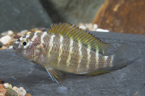 picture of Mpimbwe Tropheus Moorii Cichlid Reg                                                                  Tropheus moorii var. Mpimbwe