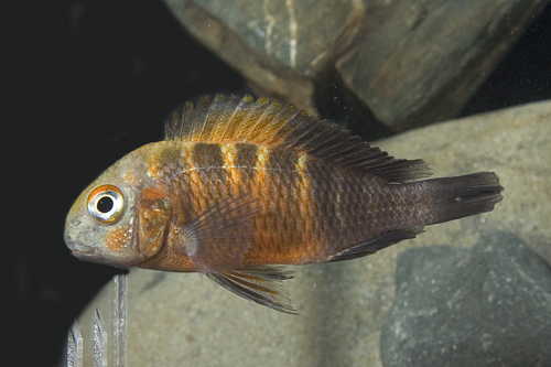 picture of Orange Flame Tropheus Moorii Cichlid Sml                                                             Tropheus moorii 'Orange Flame'