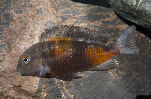 picture of Pineapple Tropheus Moorii Cichlid Reg                                                                Tropheus moori var. Mpulungu