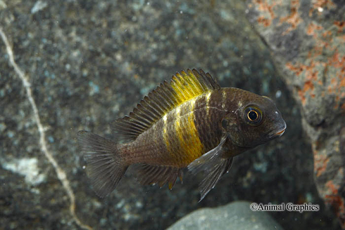 picture of Yellow Band Tropheus Moorii Cichlid Lrg                                                              Tropheus moorii var. Mboko