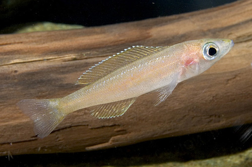 picture of Bemba Cyprichromis Microlepidotus Cichlid Reg                                                        Cyprichromis microlepidotus var. Bemba