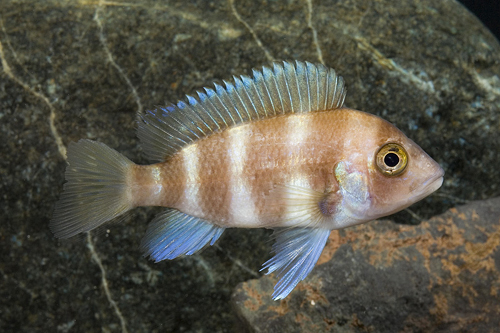 picture of Burundi Frontosa Cichlid Med                                                                         Cyphotilapia frontosa var. Burundi