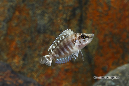 picture of Kipili Zebra Altolamprol. Calvus Cichlid Reg                                                         Altolamprologus compressiceps var. Kipili