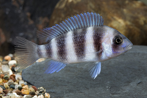 picture of Mpimbwe Blue Frontosa Cichlid Reg                                                                    Cyphotilapia frontosa var. Mpimbwe blue