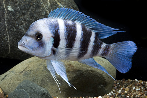 picture of Mpimbwe Blue Frontosa Cichlid Lrg                                                                    Cyphotilapia frontosa var. Mpimbwe blue