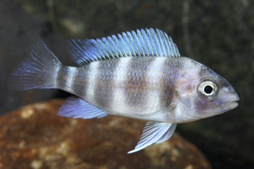 picture of Nangu Blue Frontosa Cichlid Reg                                                                      Cyphotilapia frontosa var. Nangu