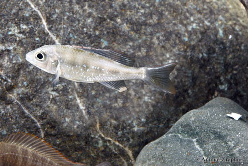 picture of Raspberry Head Callochromis sp. Cichlid Reg                                                          Callochromis sp.