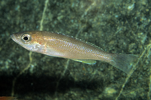 picture of Gold Cyprichromis Leptosoma Cichlid Reg                                                              Cyprichromis leptosoma 'Gold'