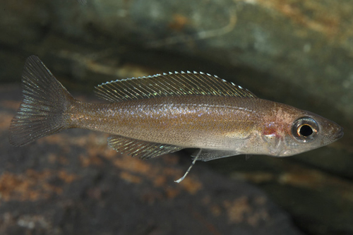 picture of Purple Flash Cypr. Microlepidotus Cichlid Reg                                                        Cyprichromis microlepidotus var. 'Kilila'