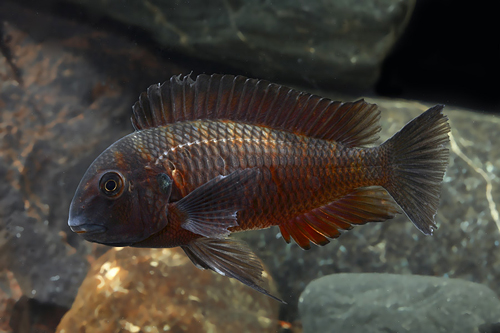 picture of Firecracker Tropheus Moori Cichlid Med                                                               Tropheus moorii var. Chipimbi