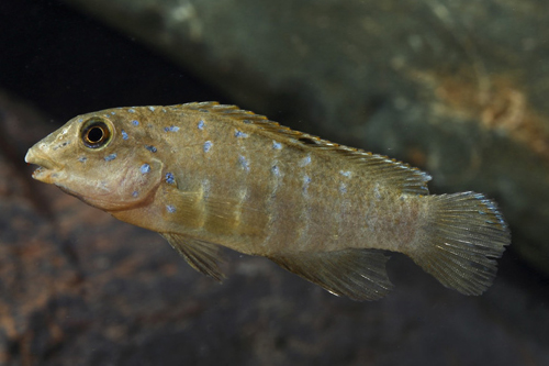 picture of Tanganicodus Irsacae Cichlid Reg                                                                     Tanganicodus irsacae