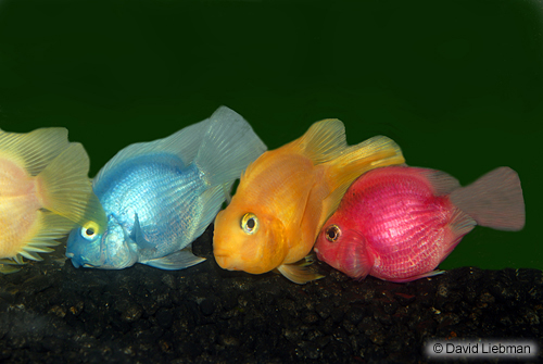 picture of Assorted Jellybean Cichlid Sml                                                                       Amphilophus labiatus x Heros severus