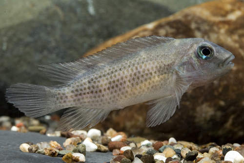 picture of Buffalo Head Cichlid Reg                                                                             Steatocranus casuarius