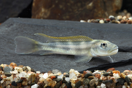 picture of Dwarf Tinanti Cichlid Reg                                                                            Steatocranus tinanti