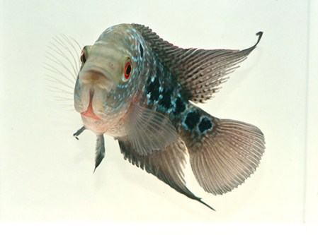 picture of Flowerhorn Cichlid Sml                                                                               Amphilophus spp. x 'Parrot' hybrid