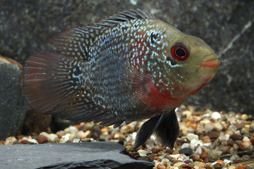 picture of Flowerhorn Parrot Cichlid Lrg                                                                        Amphilophus spp. x 'Parrot' hybrid