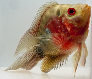 picture of Longfin Flowerhorn Parrot Cichlid Lrg                                                                Amphilophus spp. x 'Parrot' hybrid