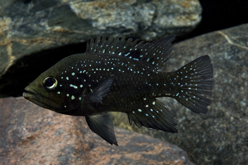 picture of Paratilapia Polleni Cichlid Med                                                                      Paratilapia polleni