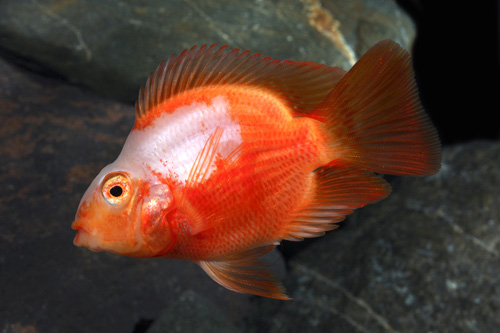 picture of Red & White Parrot Cichlid Reg                                                                       Amphilophus labiatus x Heros severus