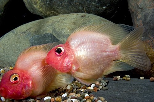 picture of Red Head Parrot Cichlid Reg                                                                          Amphilophus labiatus x Heros severus