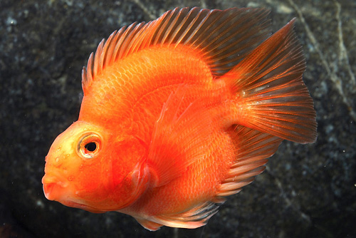 picture of Sweetheart Parrot Cichlid Reg                                                                        Amphilophus labiatus x Heros severus