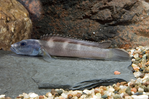 picture of Teleogramma Brichardi Cichlid Lrg                                                                    Teleogramma brichardi