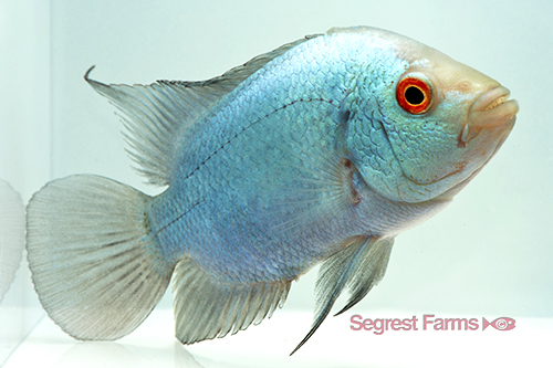 picture of Titanium Flowerhorn Cichlid Reg                                                                      Amphilophus spp. x 'Parrot' hybrid