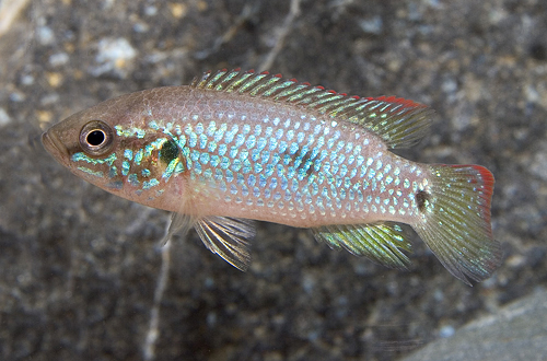 picture of Turquoise Jewel Cichlid Sml                                                                          Hemichromis bimaculatus