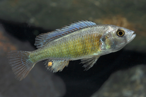 picture of Pundamilla Nyererei Cichlid Reg                                                                      Pundamilia nyereri