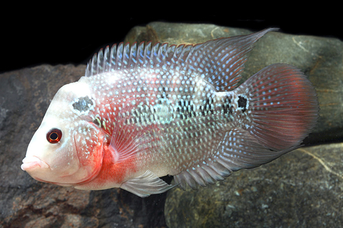 picture of Hump Head Flowerhorn Cichlid Lrg                                                                     Amphilophus spp. x 'Parrot' hybrid