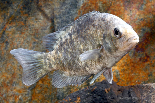 picture of Calico Paretroplus Kieneri Cichlid M/L                                                               Paretroplus kieneri