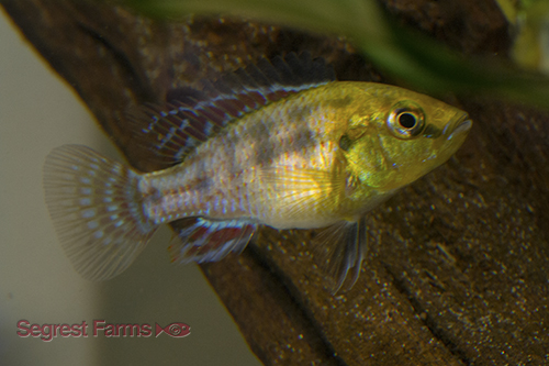 picture of Mouthbrooder Pseudo. Nicholsi Cichlid Reg                                                            Pseudocrenilabrus nicholsi